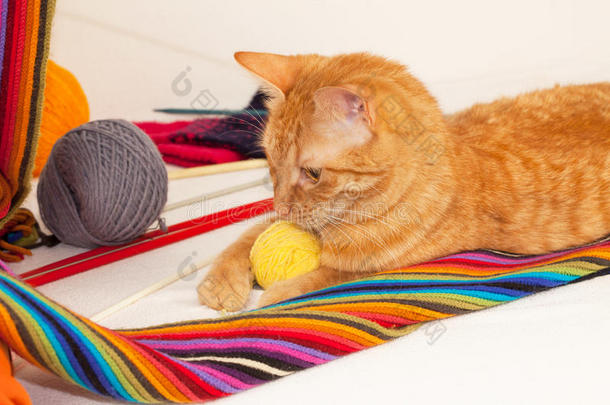 猫玩羊毛<strong>夹板</strong>和球