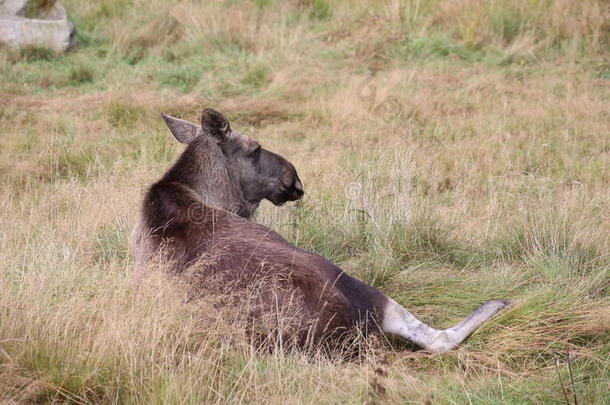 躺在草地上的麋<strong>鹿</strong>