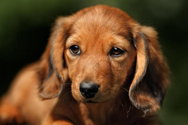 动物背景美女犬科动物腊肠犬