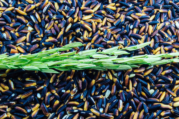 黑色紫色水稻背景上的绿色水稻