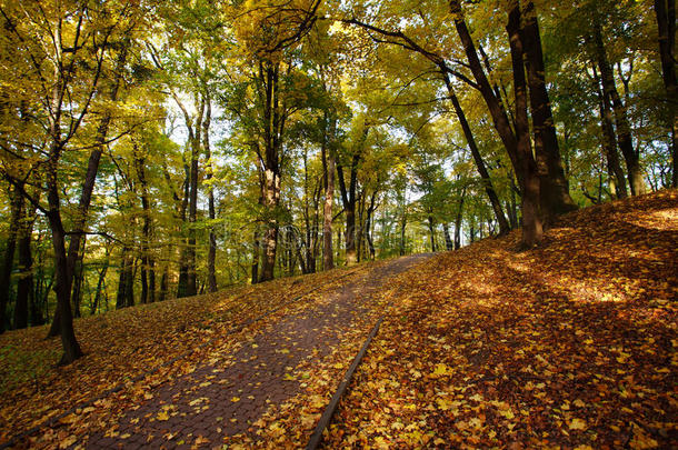 秋天城市公园的人行道上散落着黄色的落叶