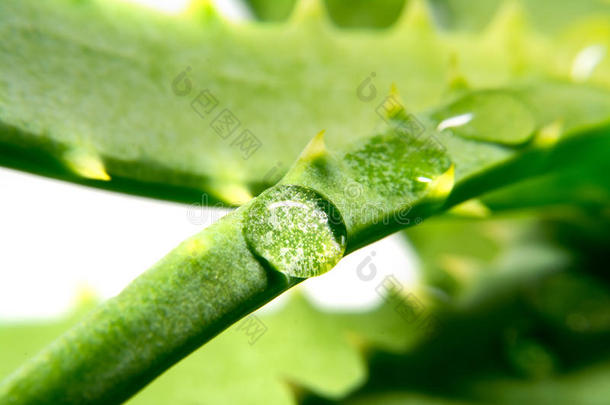 芦荟植物绿色与<strong>一滴水</strong>紧密的宏观隔离在白色的背景上