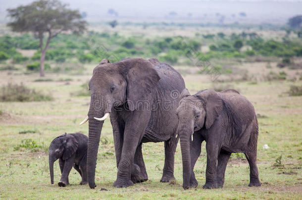 一只非洲大象和两只小象一起走