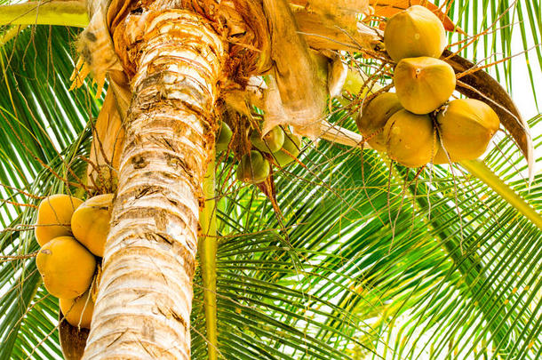 椰子树有水果