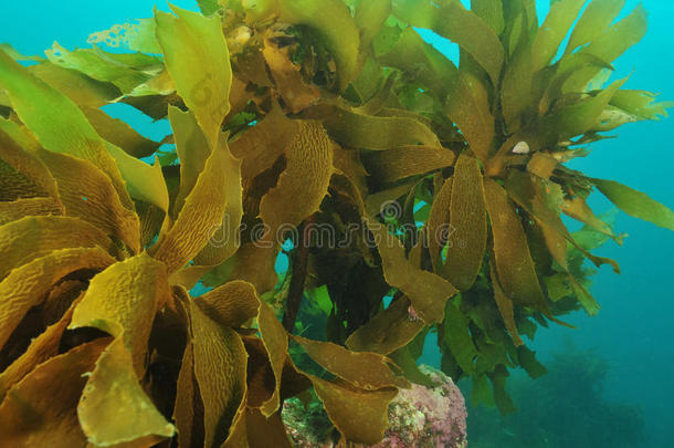 棕色的潜水埃克洛尼亚植物区系森林