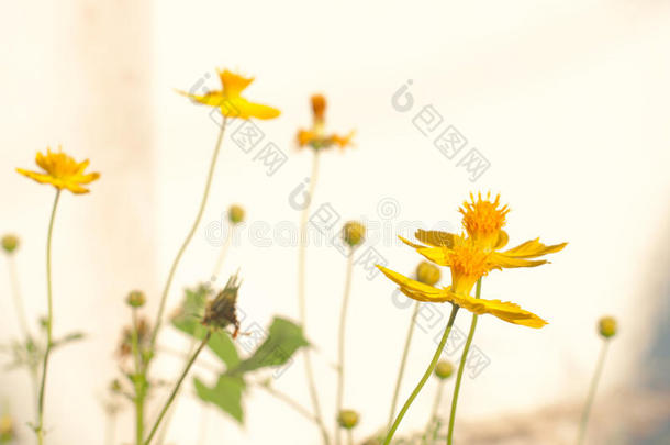 宇宙花卉盛开的植物，闪耀着甜美多彩的阳光，美丽的花园乡村背景。 高调的过程