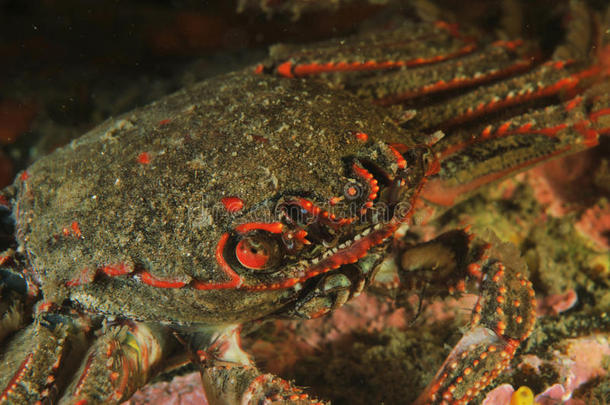 红石蟹