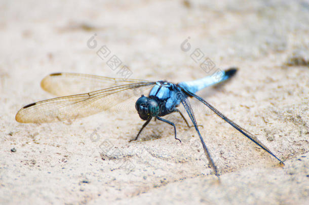 蓝蜻蜓;