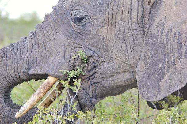 非洲大象-野生动物背景-终身进食