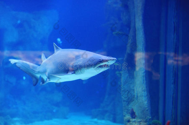 鲍鱼动物海蓝宝石水族馆水生的