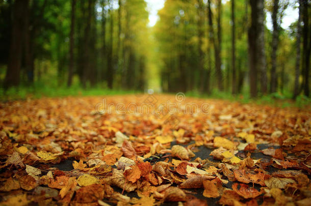 秋天在金色的森林里