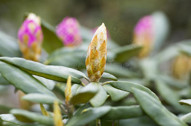 美丽的开花花绿色头