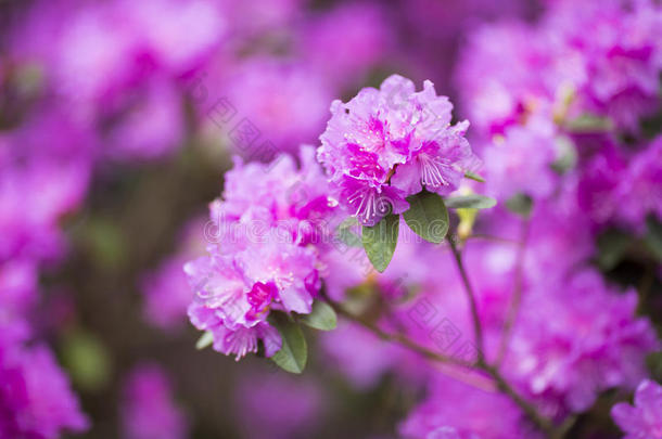 美丽的开花花绿色头