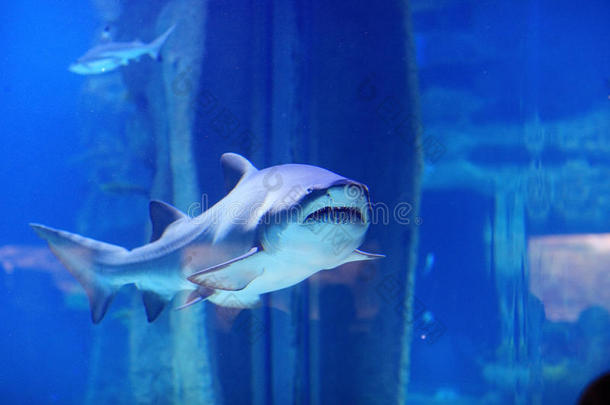 鲍鱼动物海蓝宝石水族馆水生的