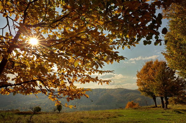 森林里秋天的颜色。 风景与彩色的叶子和阳光通过树木。 秋天的背景