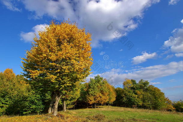 秋天的风景有森林和明亮的阳光。 秋天的背景