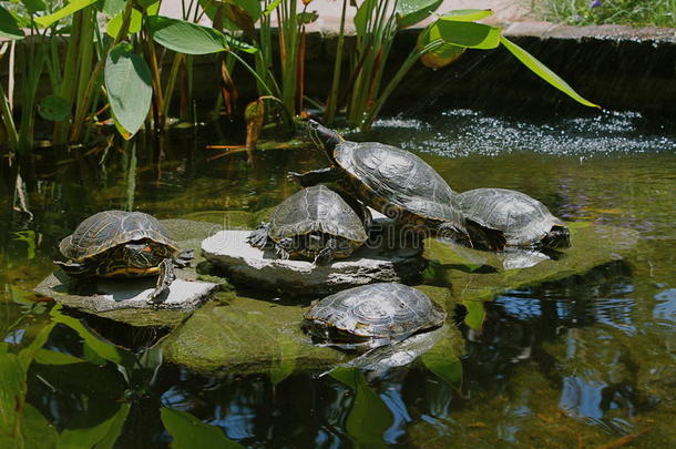 五只红色的滑块海龟在一个凉爽的阳光明媚的池塘里