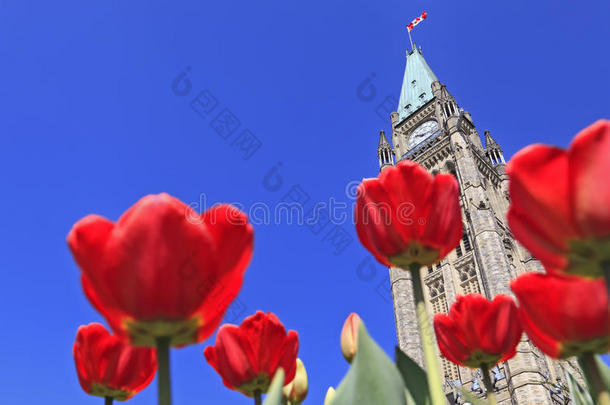 被红色郁金<strong>香包</strong>围的加拿大议会