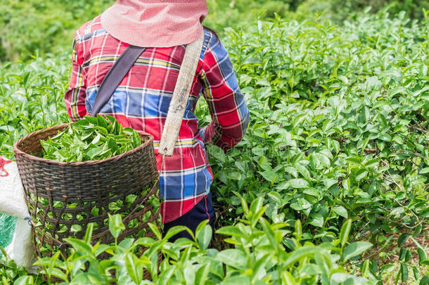 采茶工采茶