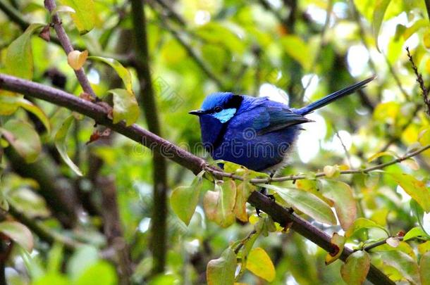 蓝鸟坐在树枝上