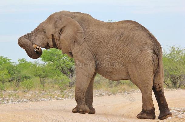 大象，非洲野生动物背景-躯干游戏
