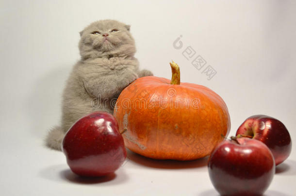 苹果秋天猫可爱的折叠