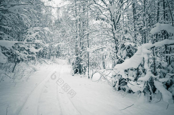 冬天积雪覆盖的树木。爱沙尼亚。
