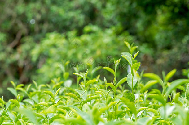 新鲜的绿茶叶子