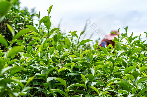 新鲜的绿茶叶子