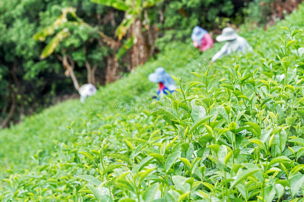 新鲜的绿茶叶子