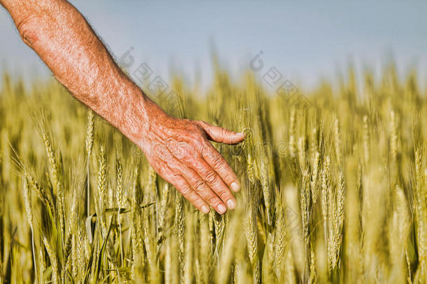 初夏农民触摸成熟小麦耳朵的手。
