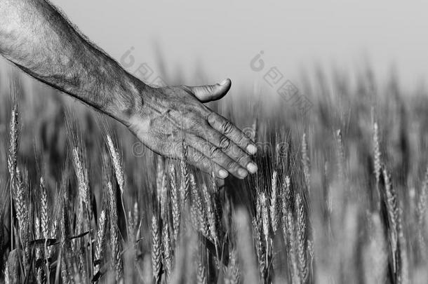 初夏农民触摸成熟小麦耳朵的手。