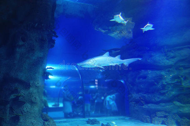 鲍鱼动物海蓝宝石水族馆水生的