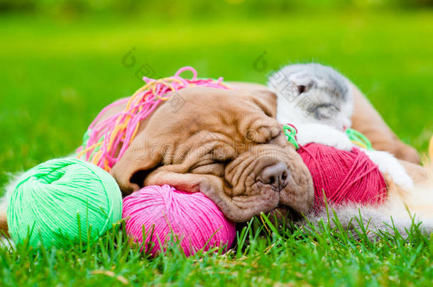 波尔多小狗和新生小猫睡在绿草地上