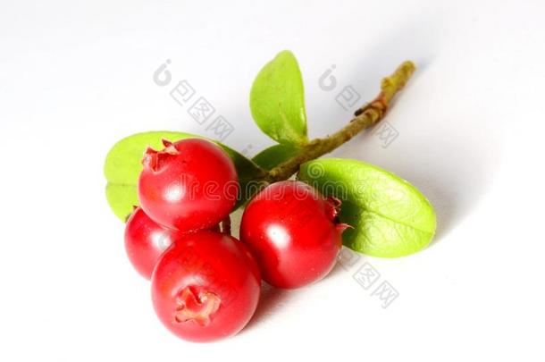 白色的新鲜成熟的蔓越莓或牛莓