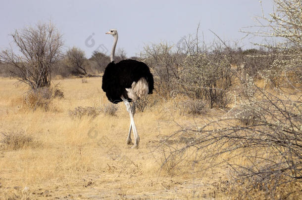 纳米比亚埃托沙国家公园，非洲<strong>雏鸟</strong>