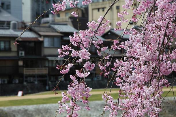 京都樱花