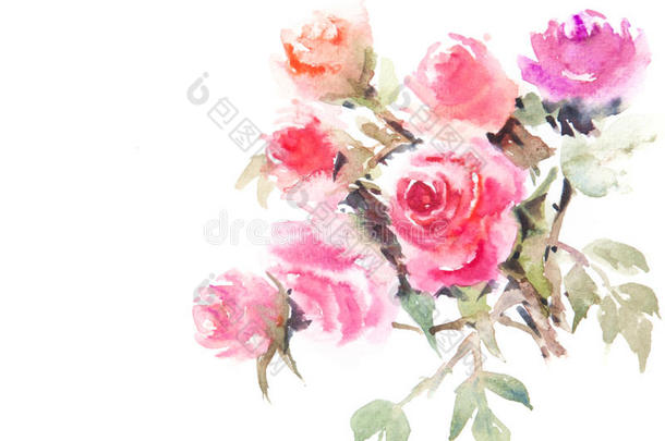美丽的玫瑰，水彩插画