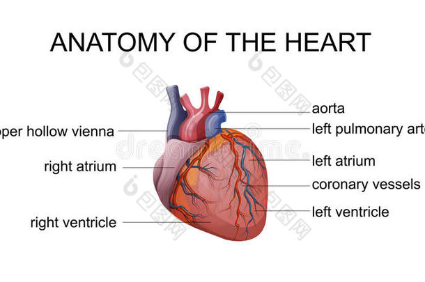 <strong>心脏解剖</strong>学
