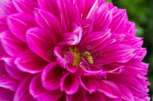 一只大的粉红色大丽花和蜜蜂
