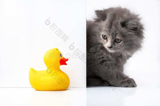 猫或小猫和橡胶鸭子隔离在招牌后面