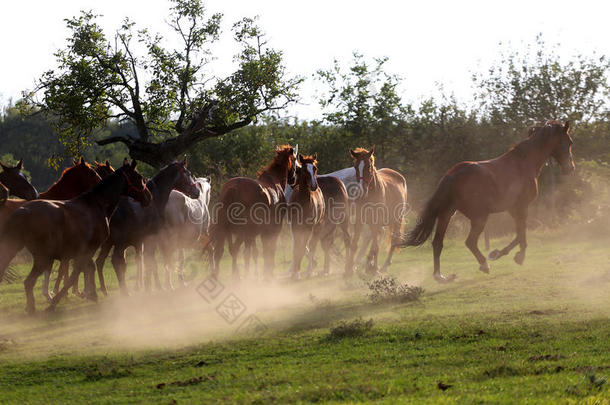 一批纯种马在夕阳下飞驰在尘土飞扬的草地上