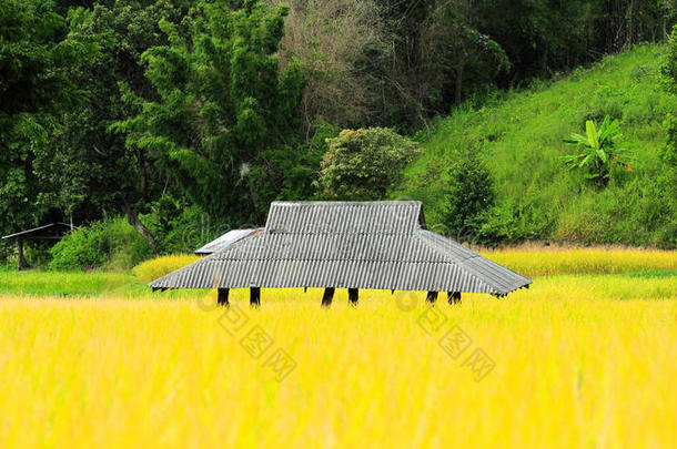 稻田里的小屋