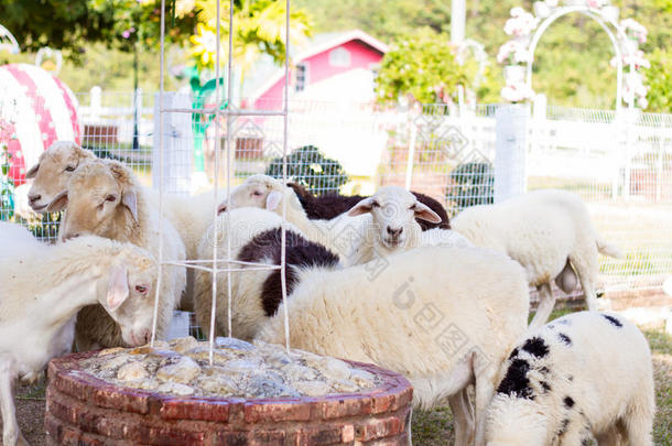 山羊和绵羊在农场动物、农业和自然中的作用