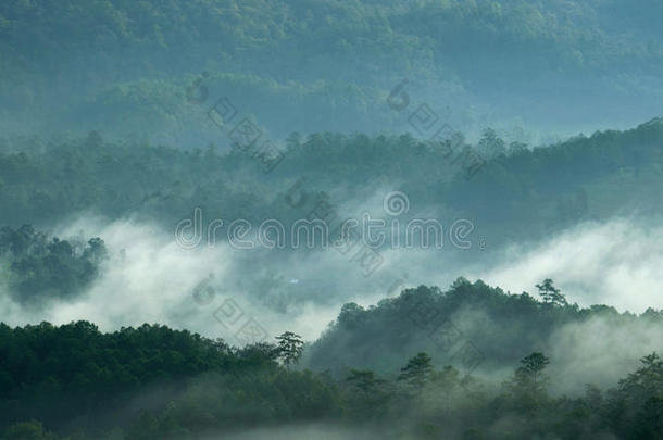 森林晨雾