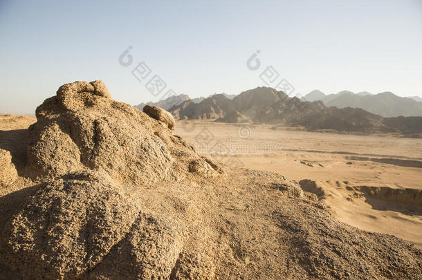 阿拉伯沙漠在埃及沙姆埃尔谢赫狩猎