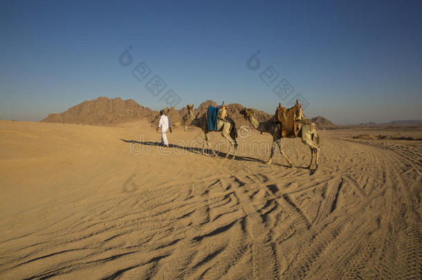 埃及的阿拉伯沙漠SharmelShiekhSafari