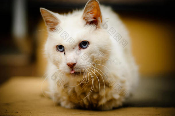 一只严肃可爱的白猫