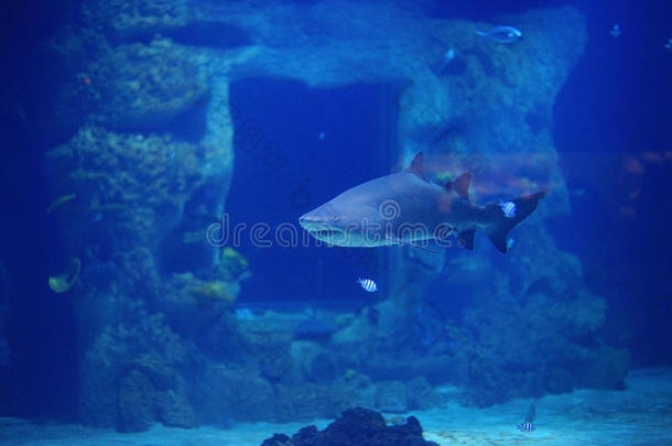 鲍鱼动物海蓝宝石水族馆水生的