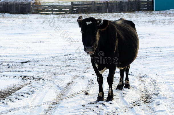 牛<strong>站在雪中</strong>的村庄